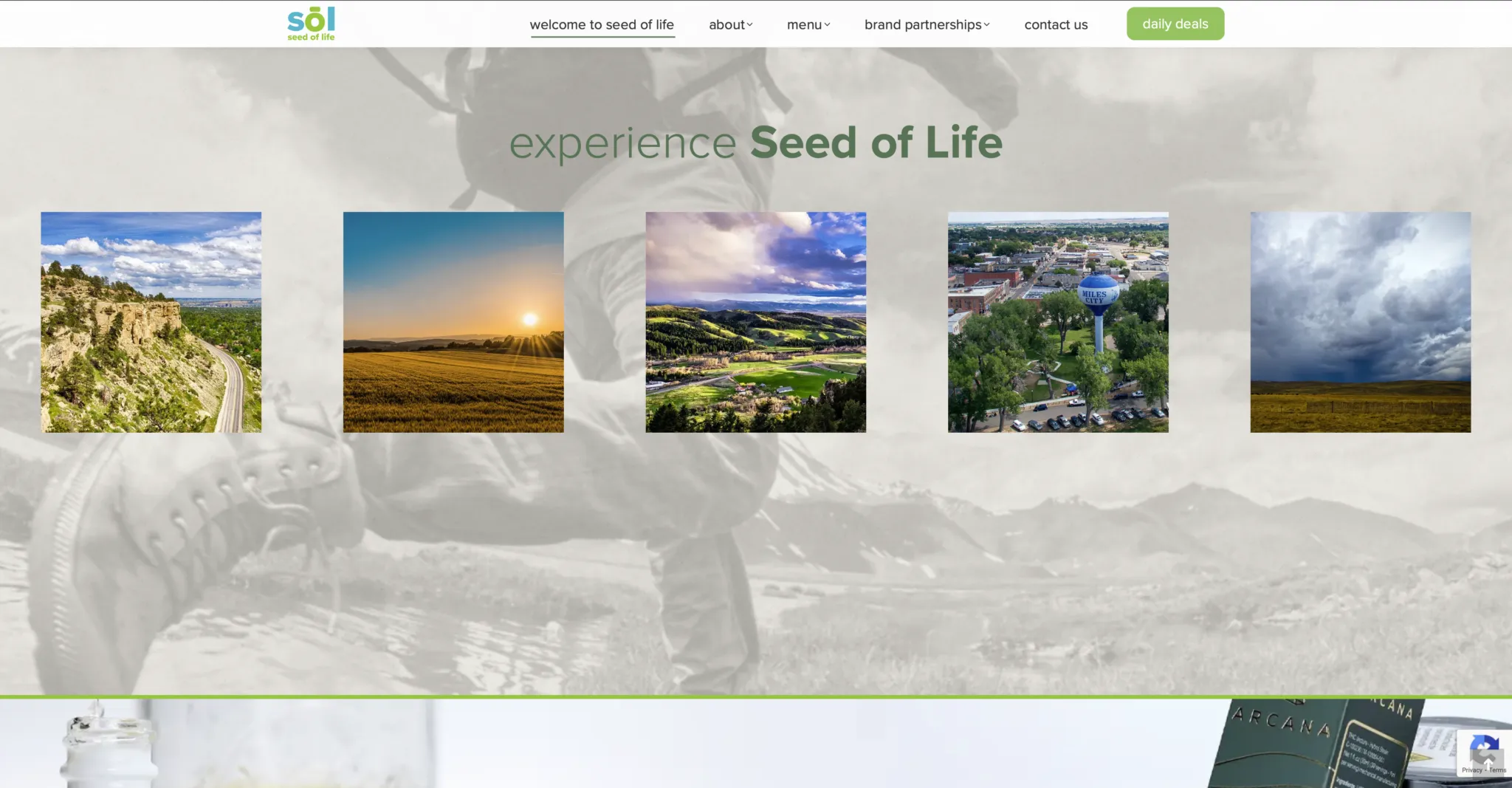 SOLL Website Design 2